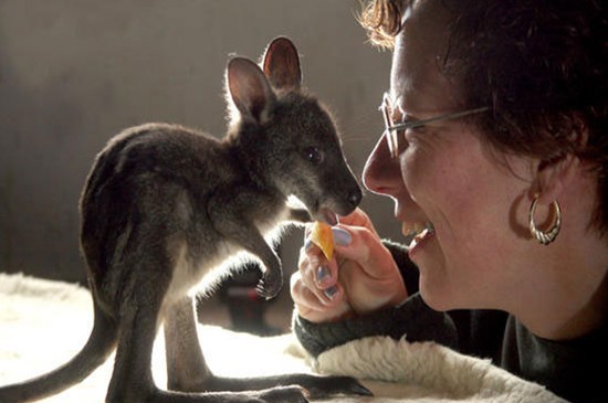 bébé kangourou
