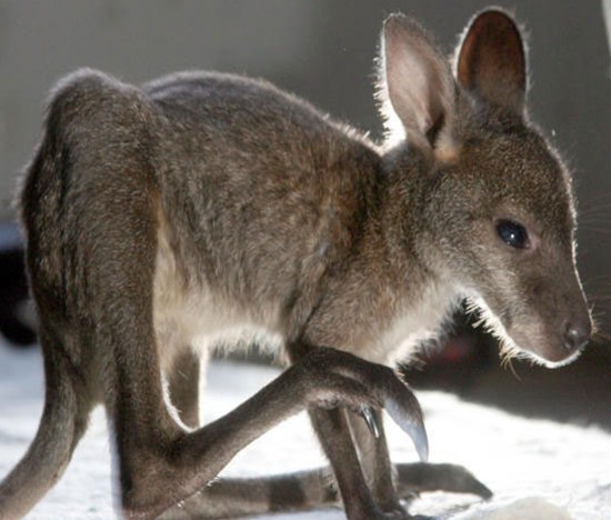 pattes kangourou