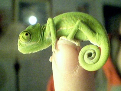 http://www.villiard.com/images/animaux/bebes-animaux/bebe-cameleon.jpg