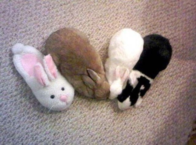 Camouflage lapins