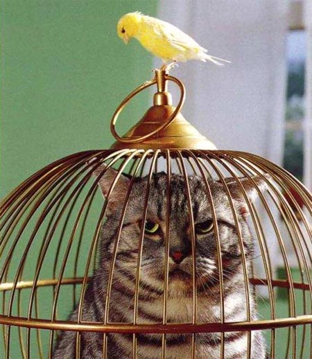 cage oiseau