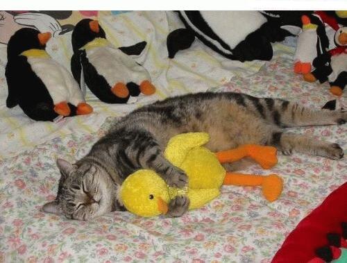 chat canard