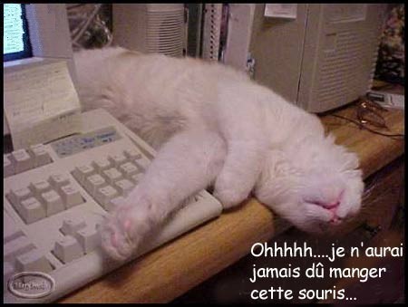 http://www.villiard.com/images/animaux/chats/chat_manger_souris_ordinateur.jpg