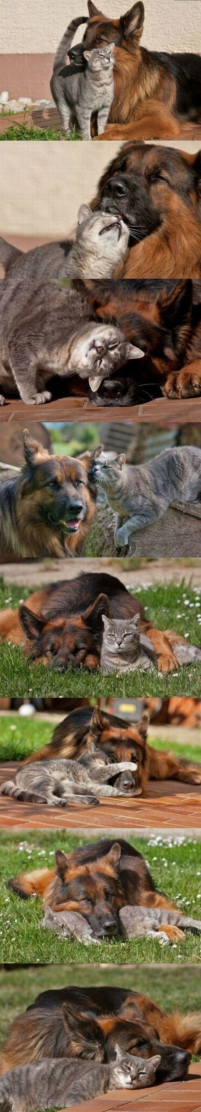 Expression comme chat et chien