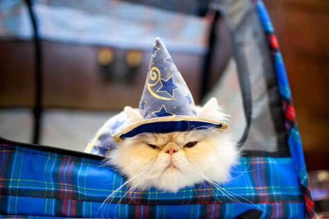 chat habillé en magicien