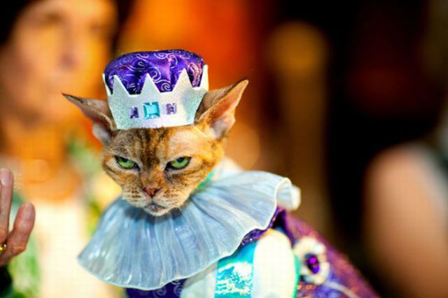chat habillé en roi