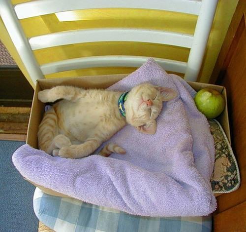 sommeil du chat