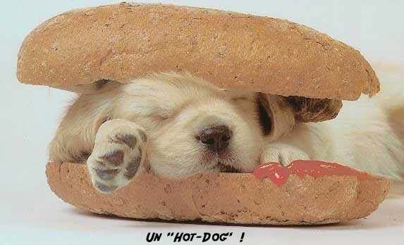 hot dog chien