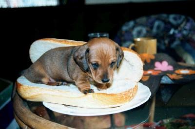 hot dog chien