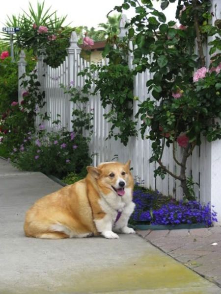 Photo de chien obèse