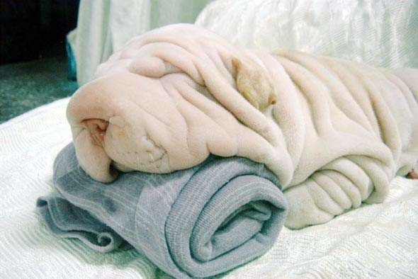 http://www.villiard.com/images/animaux/chiens/serviette-chien.jpg