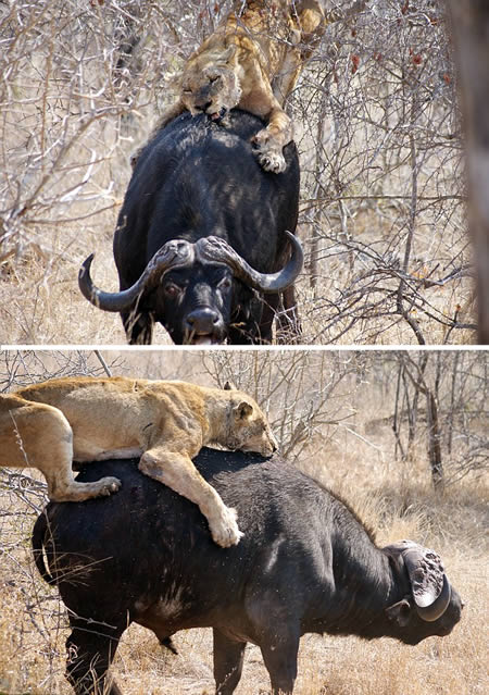 Combat entre une lionne et un buffle