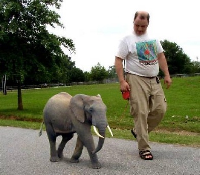 mini-elephant.jpg