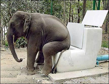 slon WC