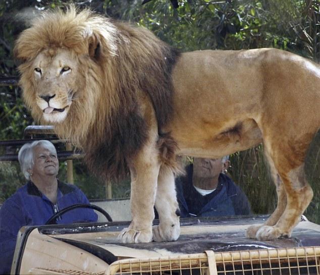 lion zoo