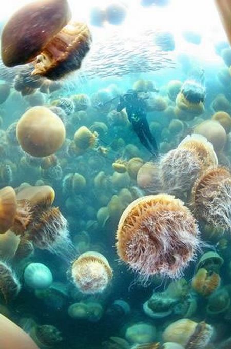 une méduse géante