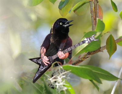 Oiseau guitare main