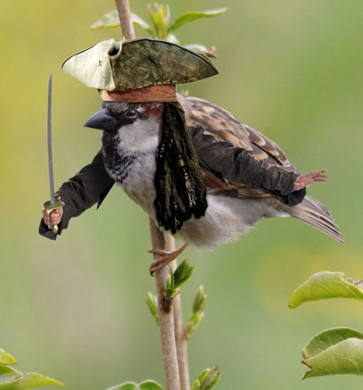 Oiseau pirate