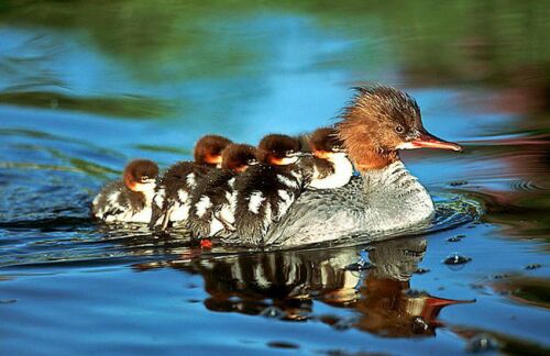 famille-canards.jpg