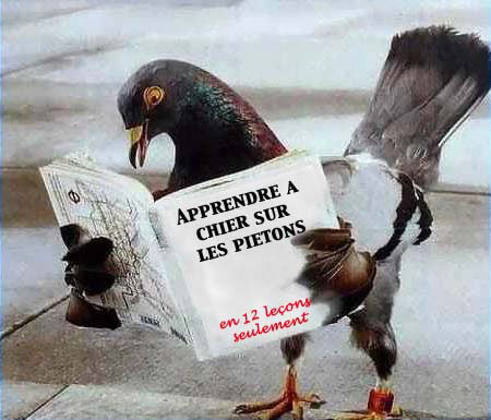 drle de pigeon!