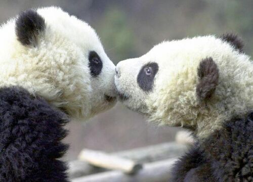 amour pandas