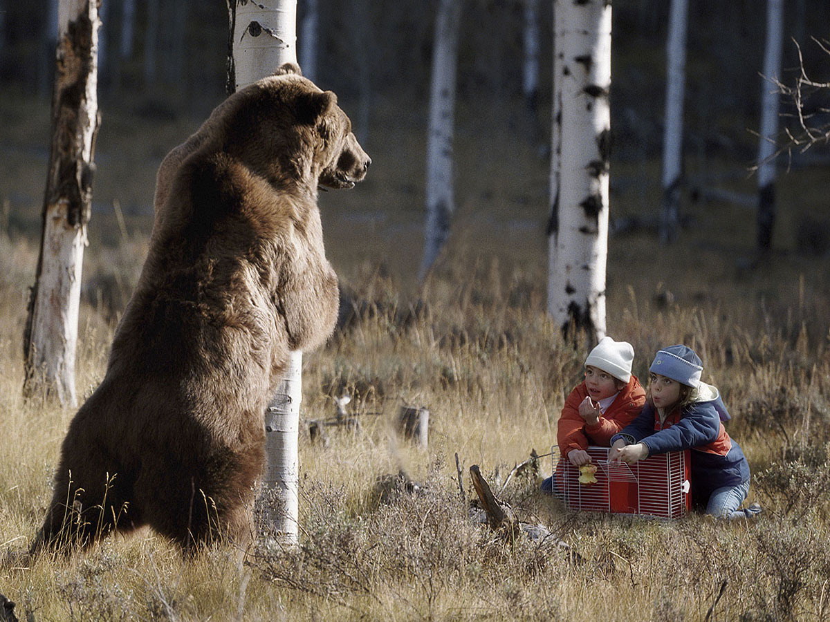 Photo de la capture d'un ours