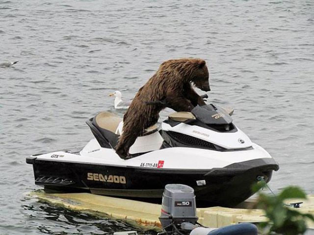 ours bateau