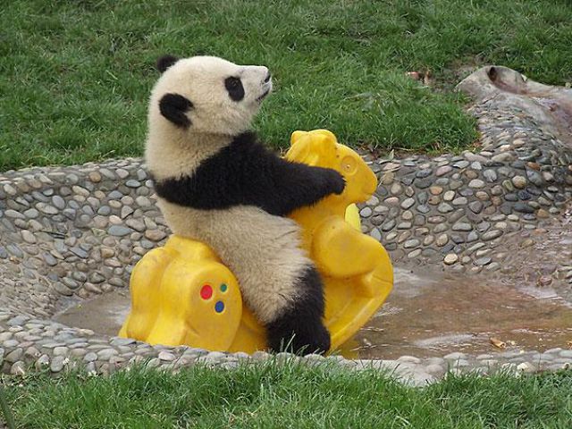 petit ours panda