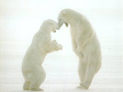 un couple d'ours polaires