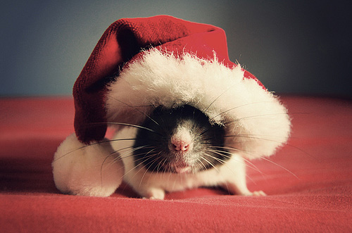 [Image: rat-noel.jpg]