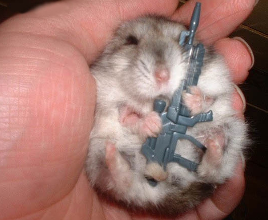 hamster-fusil.jpg