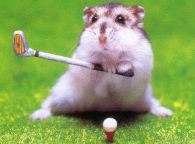 hamster golf