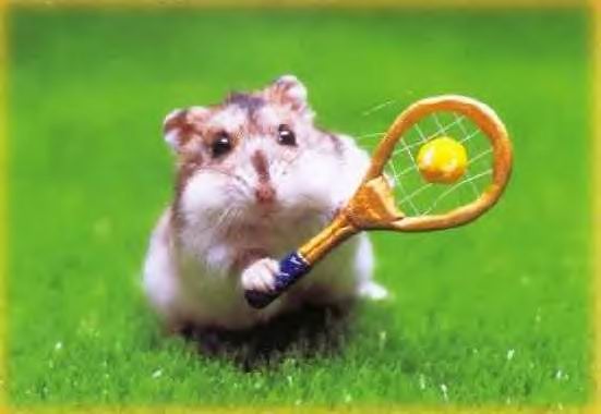 hamster tennis