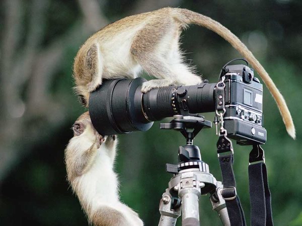 camera-singe.jpg