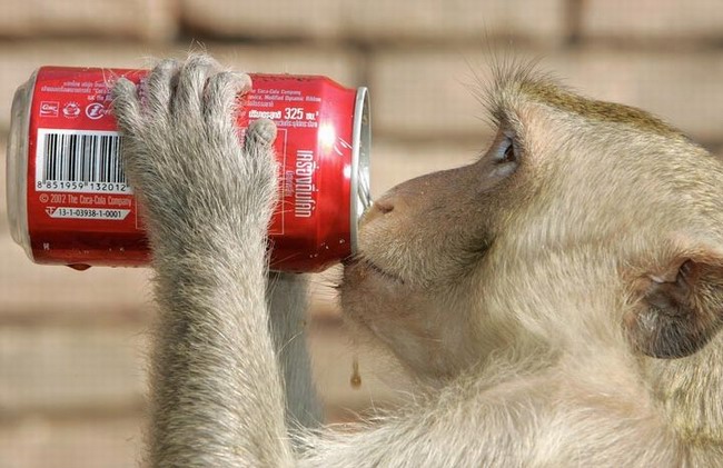 singe qui boit du Coke