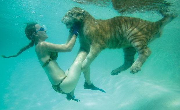 Nager avec les tigres