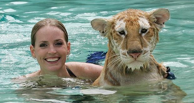 tigre dans eau