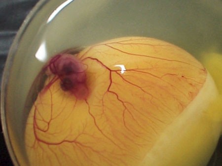 embryon.jpg