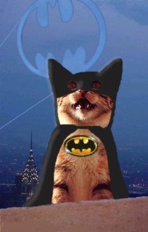 Un chat habillé en Batman - 2008