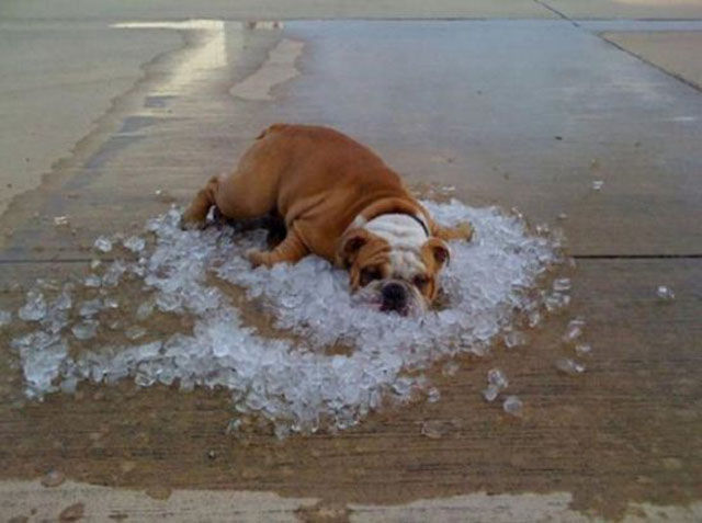 chien glace