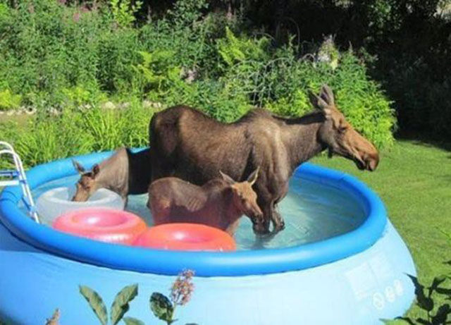 animaux piscine