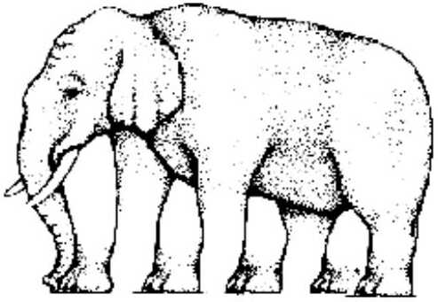 jambes-elephant.jpg