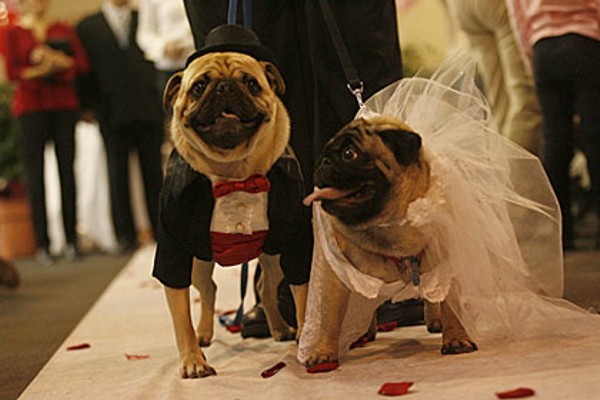 http://www.villiard.com/images/mariage/mariage-chiens/mariage-chiens.jpg