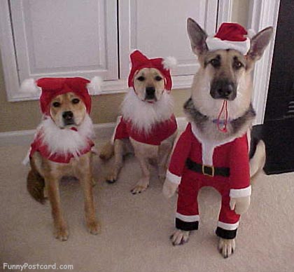 photos de chien a Noel