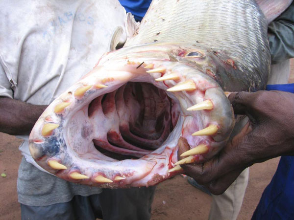 Les dents d'un piranha