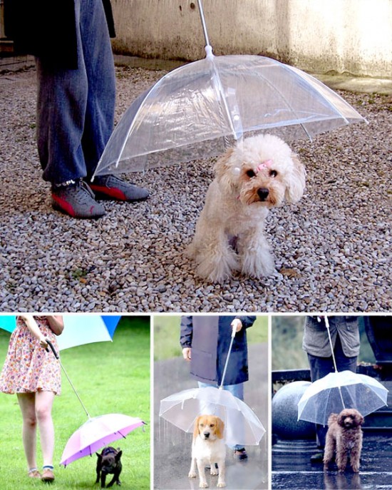 Parapluie pour chiens