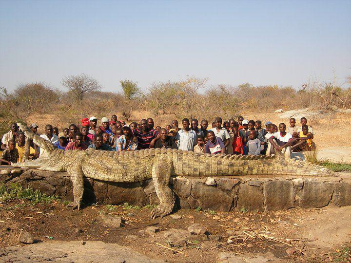 record monde crocodile