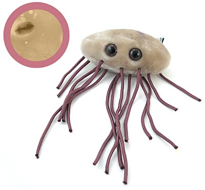 la bactérie e.coli