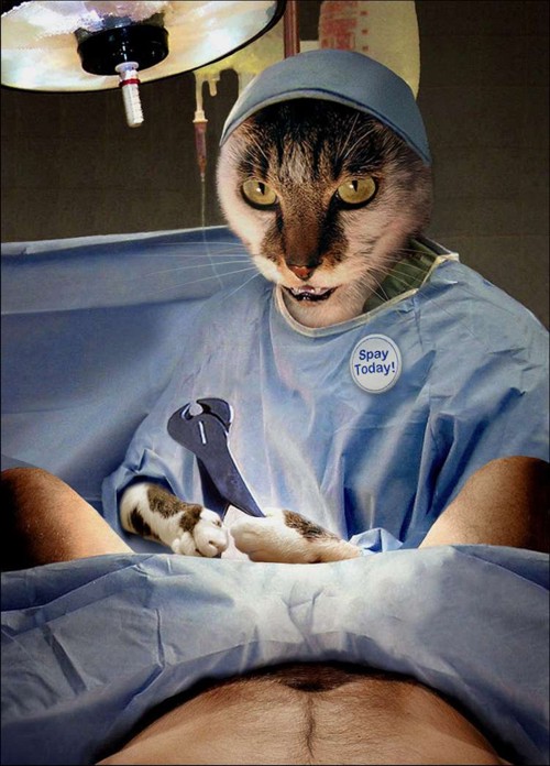 docteur chat